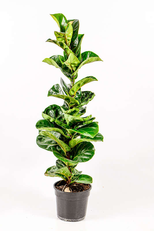 Ficus Lyrata Bambino