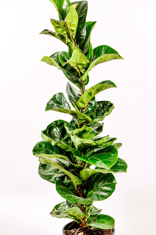 Ficus Lyrata Bambino