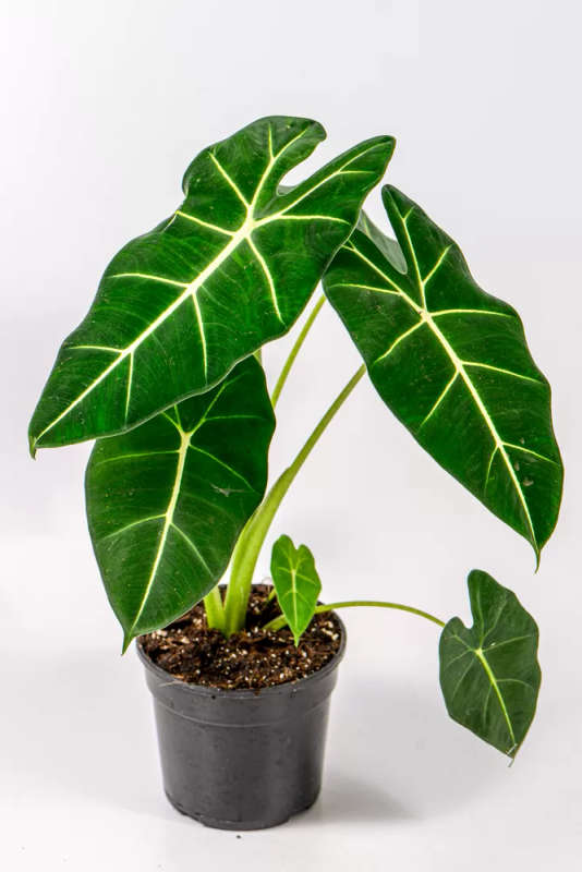 Alocasia Frydek