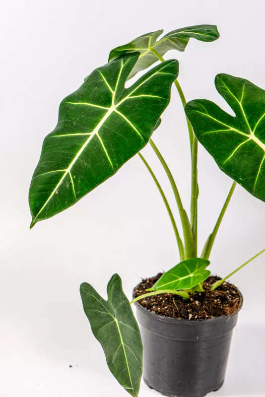 Alocasia Frydek