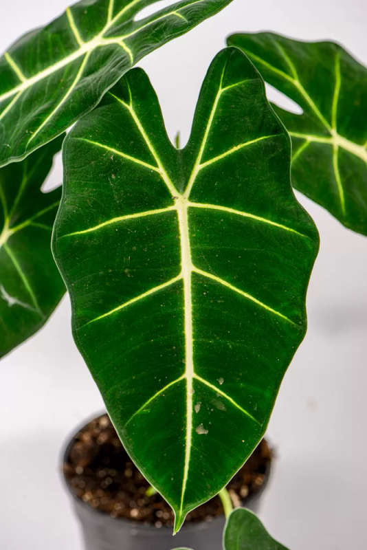 Alocasia Frydek