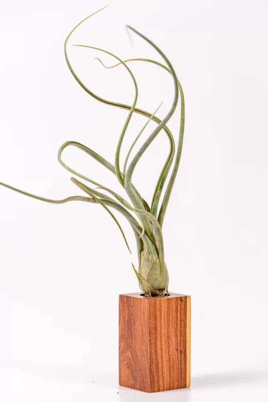Airplant Tillandsia Pseudobaileyii