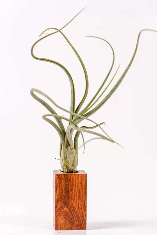 Airplant Tillandsia Pseudobaileyii