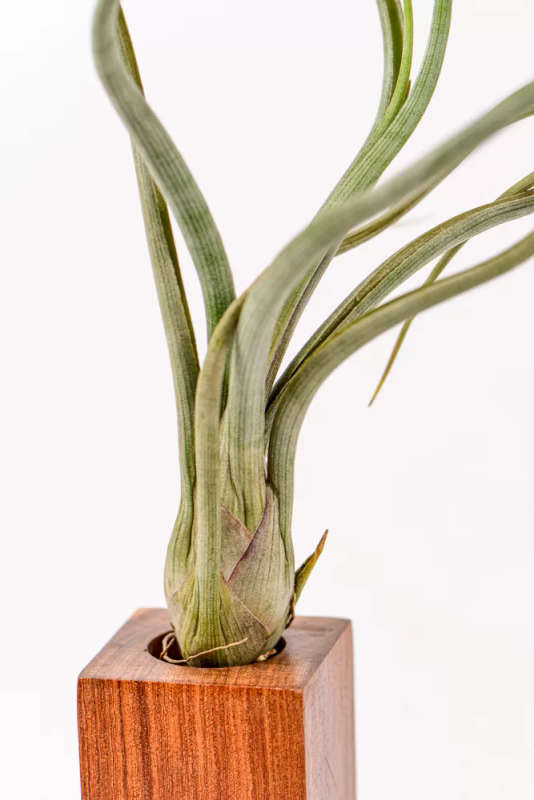 Airplant Tillandsia Pseudobaileyii