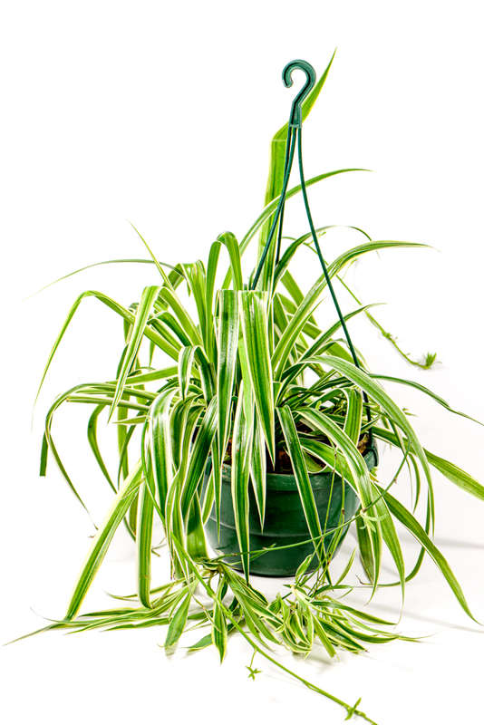 Spider plant
