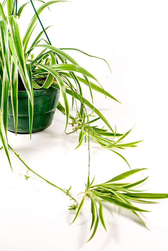 Spider plant