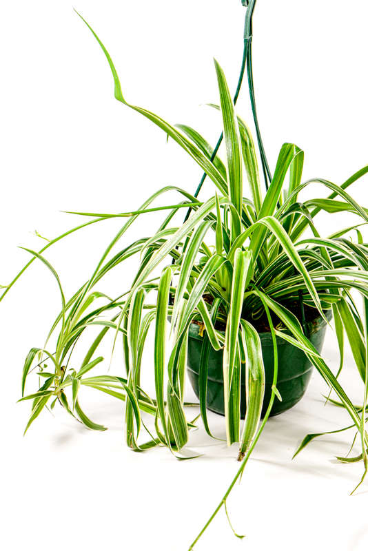 Spider plant