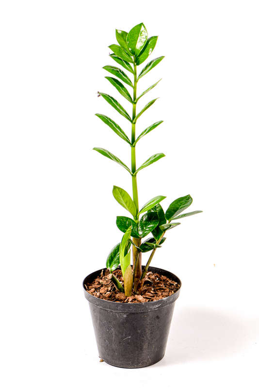 Zamioculcas Zamiifolia