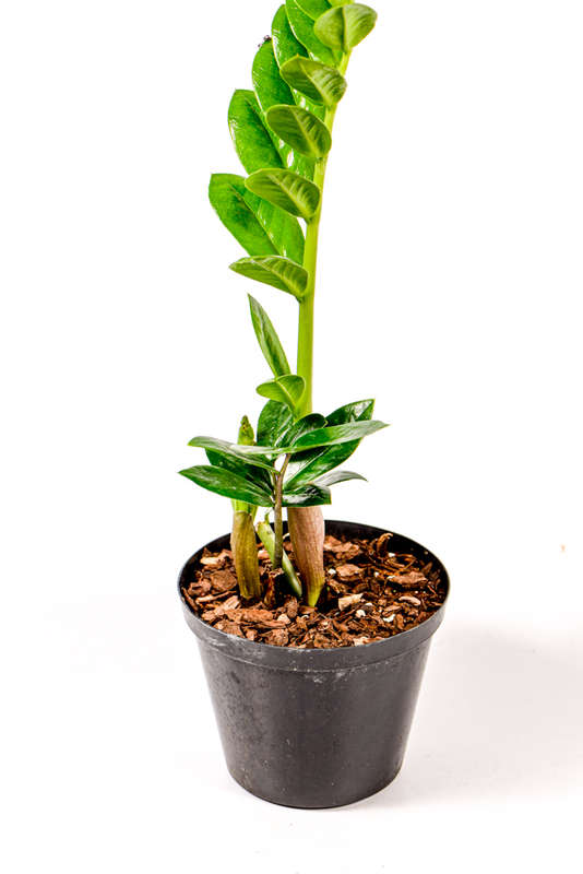 Zamioculcas Zamiifolia