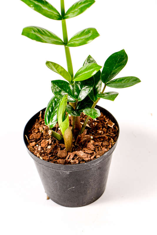 Zamioculcas Zamiifolia