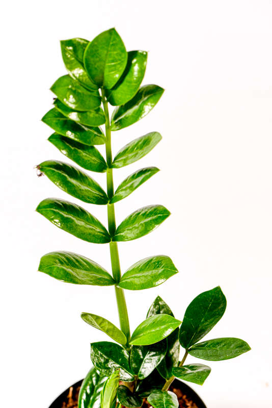 Zamioculcas Zamiifolia