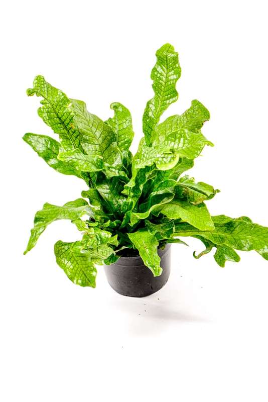 Crocodile Fern