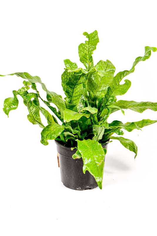 Crocodile Fern