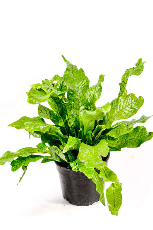 Crocodile Fern