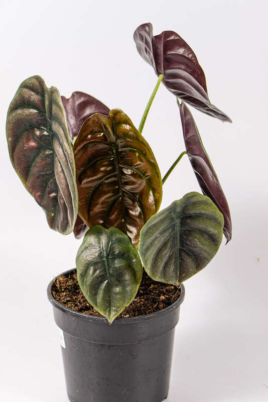 Alocasia Cuprea