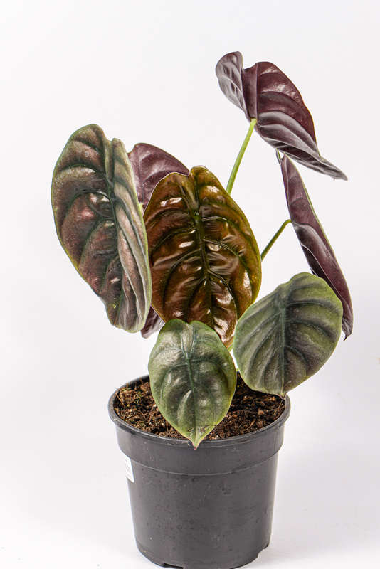 Alocasia Cuprea