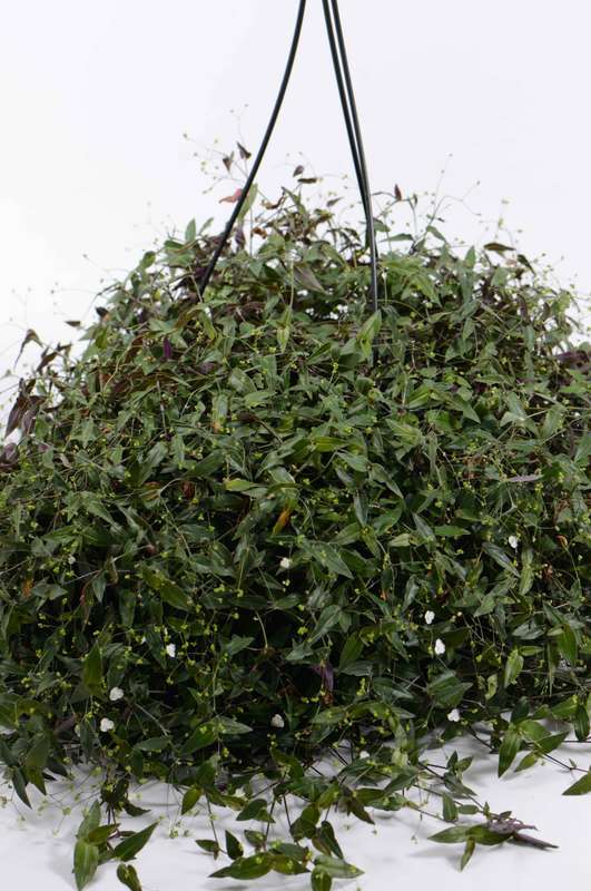 Tradescantia Bridal Vale
