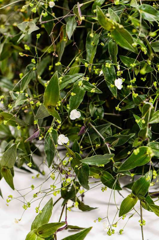 Tradescantia Bridal Vale