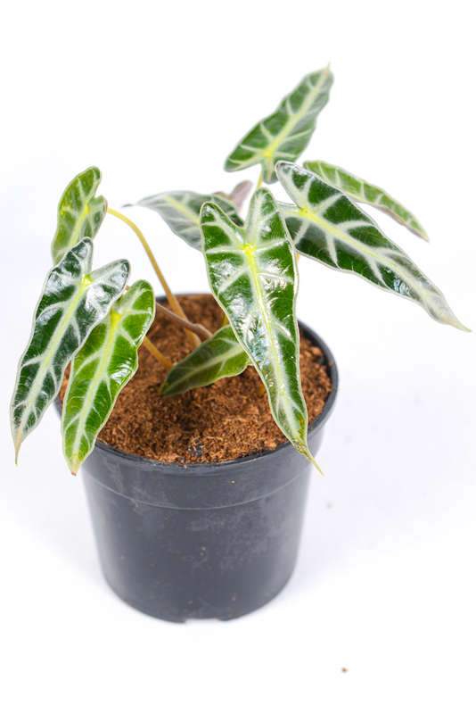 Alocasia Amazonica Bambino