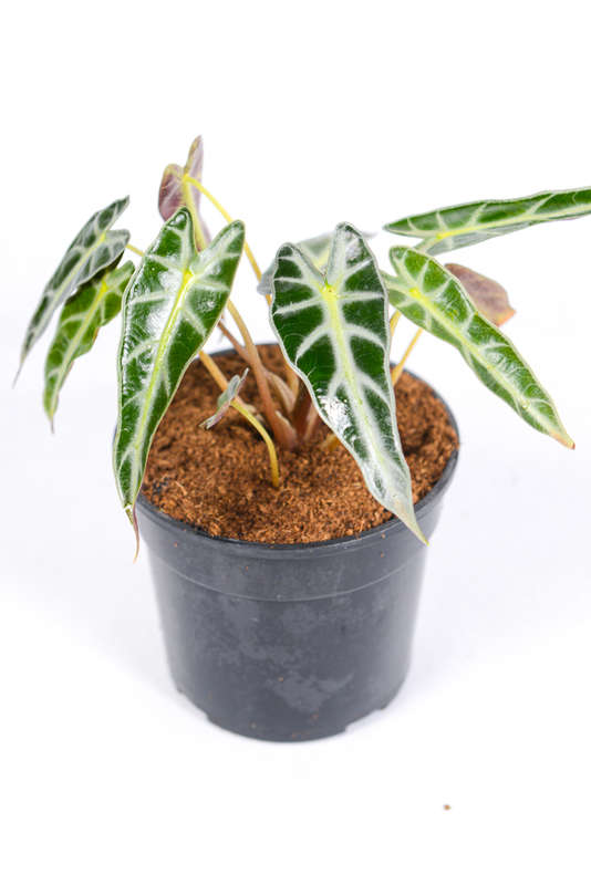Alocasia Amazonica Bambino