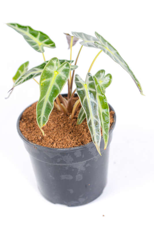 Alocasia Amazonica Bambino