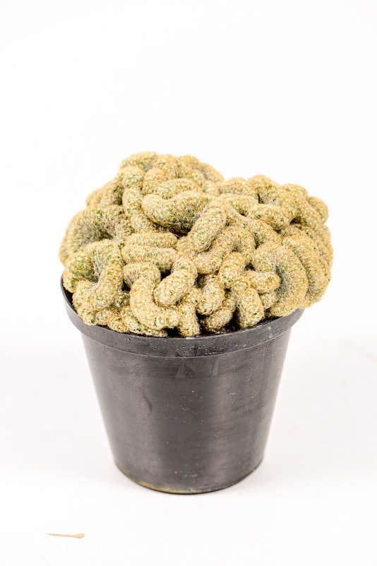 Brain Cactus