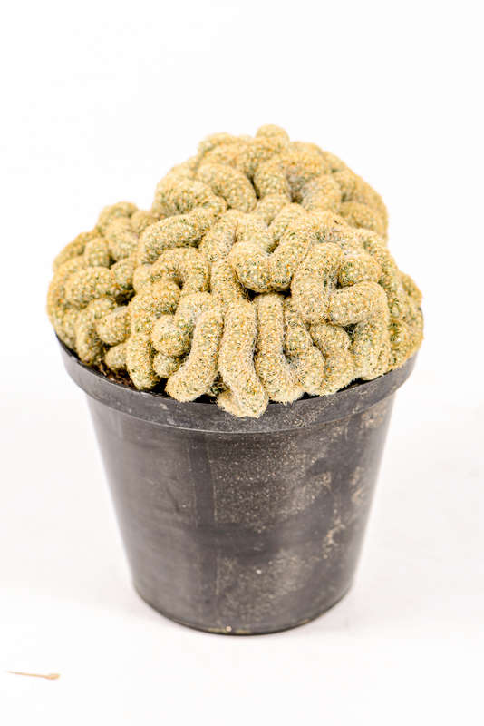 Brain Cactus