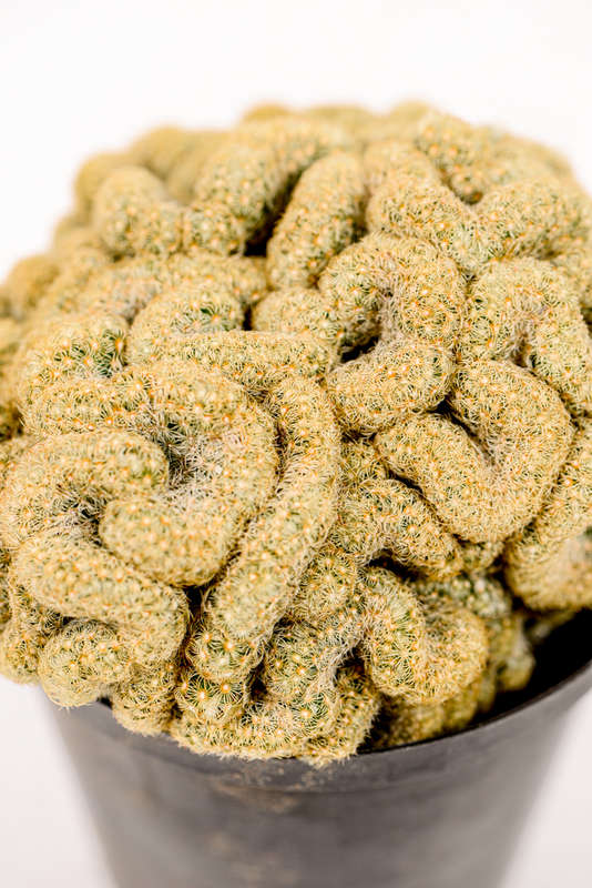 Brain Cactus