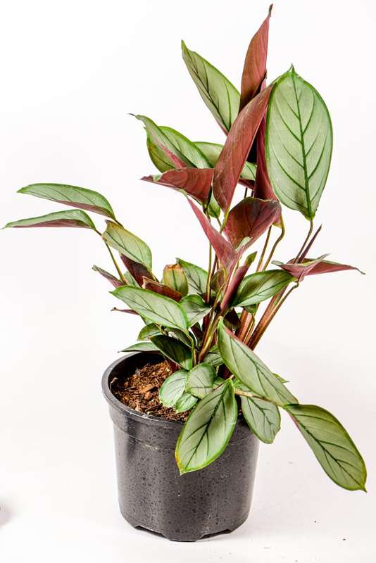 Grey Star Prayer Plant (Ctenanthe Setosa)