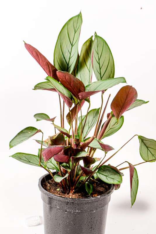 Grey Star Prayer Plant (Ctenanthe Setosa)