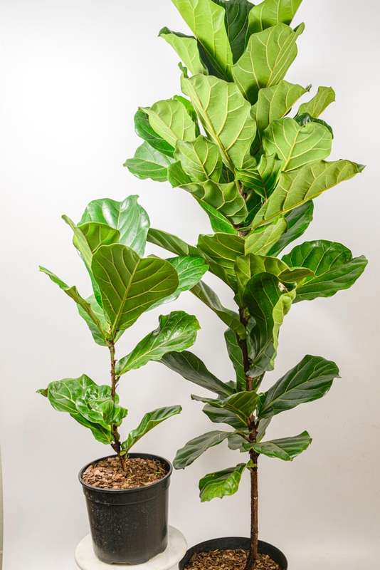 Fiddle Leaf Fig