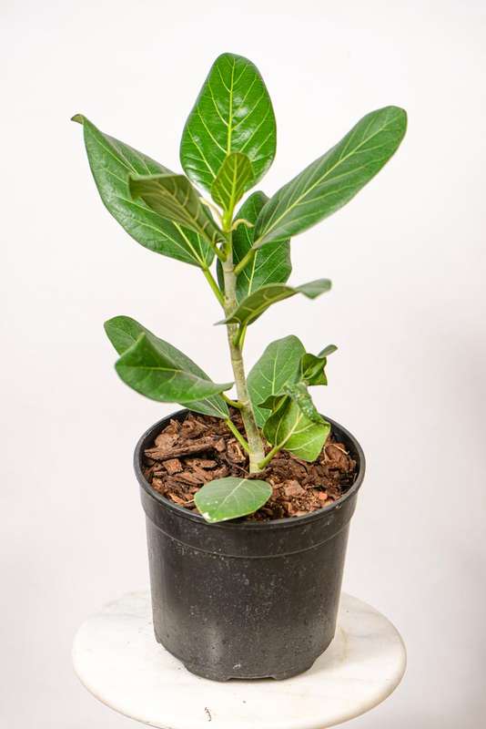 Ficus Audrey