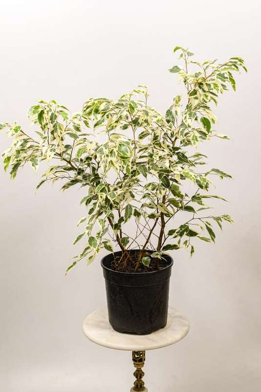 Ficus Benjamin Hawaii