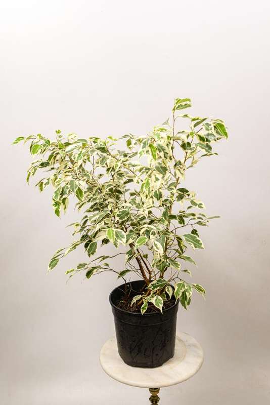 Ficus Benjamin Hawaii