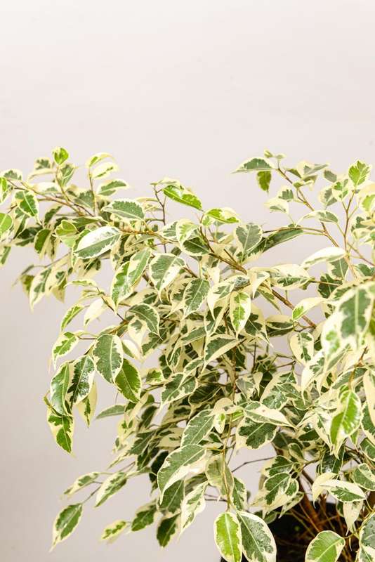 Ficus Benjamin Hawaii