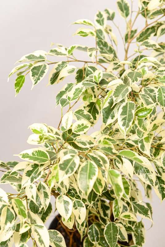 Ficus Benjamin Hawaii