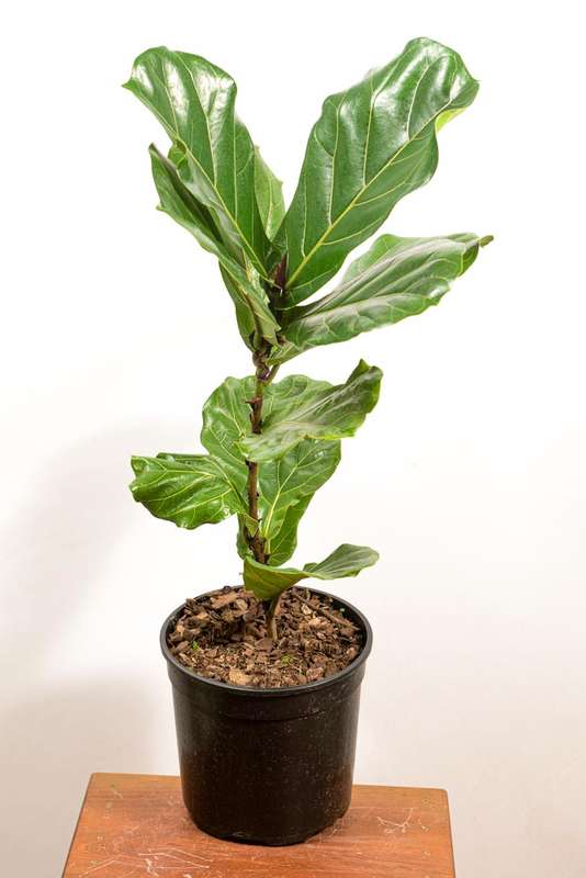 Fiddle Leaf Fig