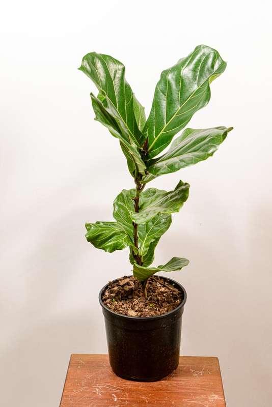 Fiddle Leaf Fig