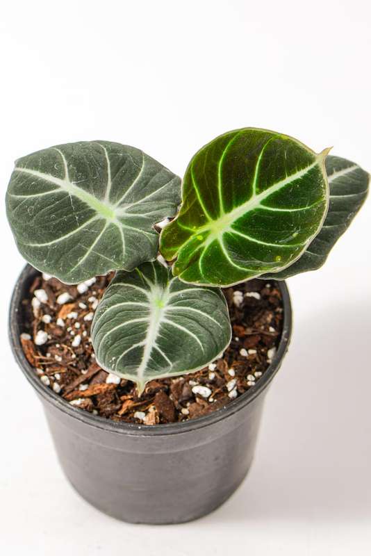 Alocasia Black Velvet