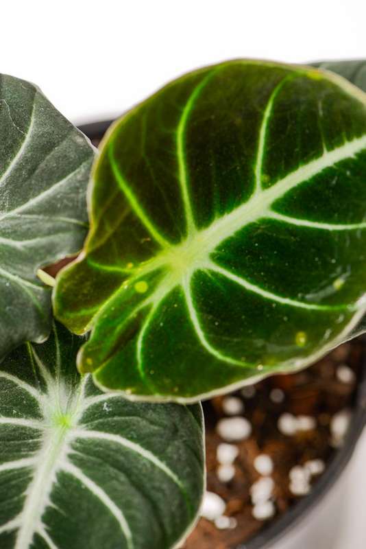 Alocasia Black Velvet
