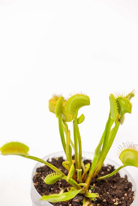 Venus Fly Trap