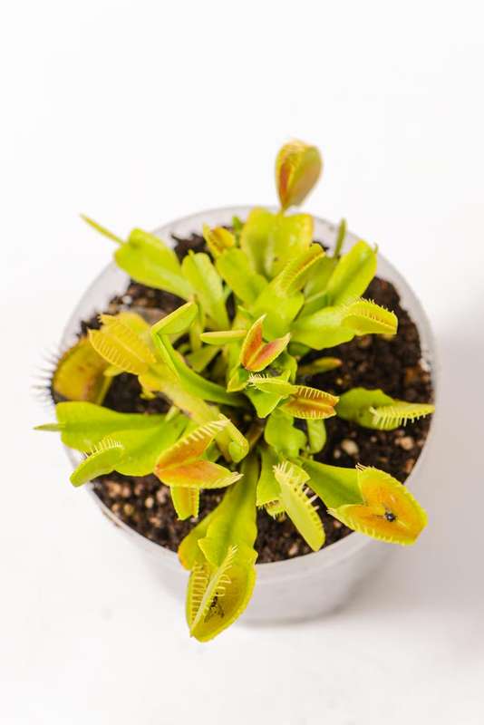 Venus Fly Trap