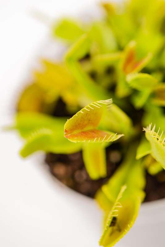 Venus Fly Trap