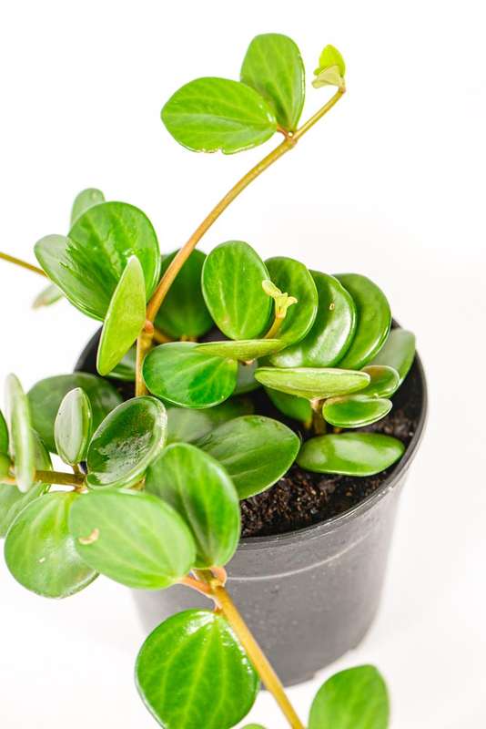 Peperomia Hope