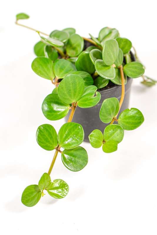 Peperomia Hope