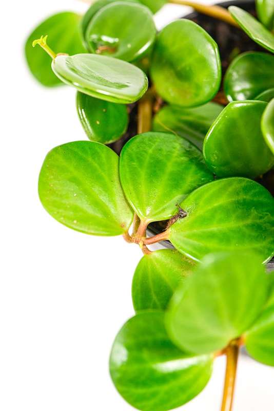 Peperomia Hope