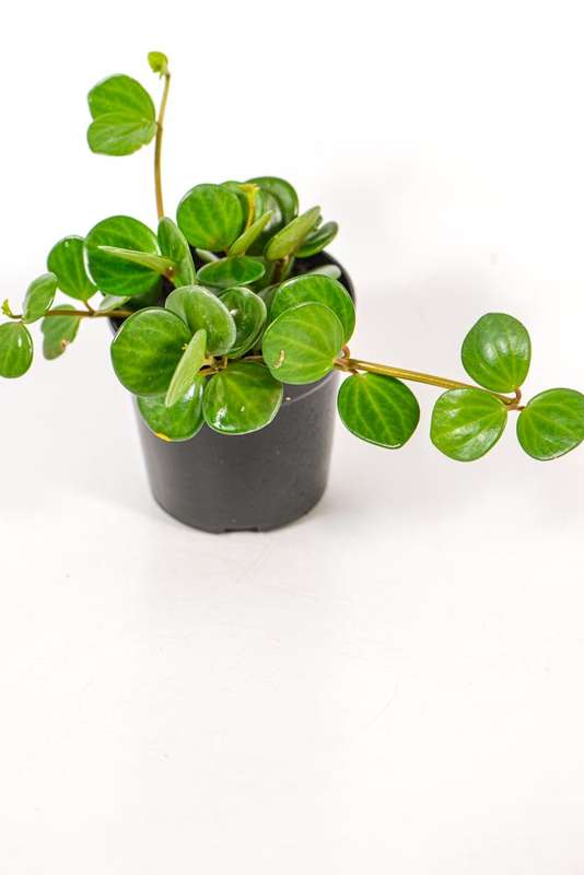 Peperomia Hope