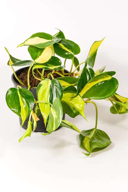 Philodendron Brasil
