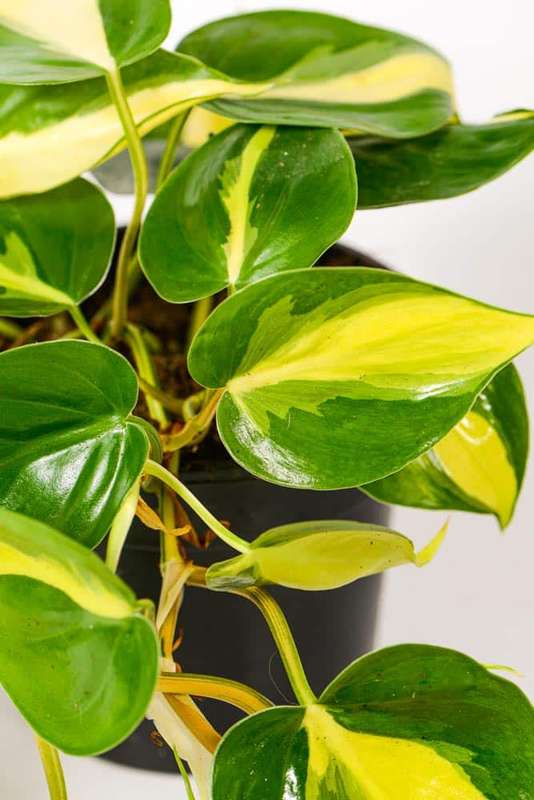 Philodendron Brasil