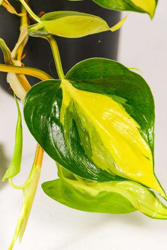 Philodendron Brasil